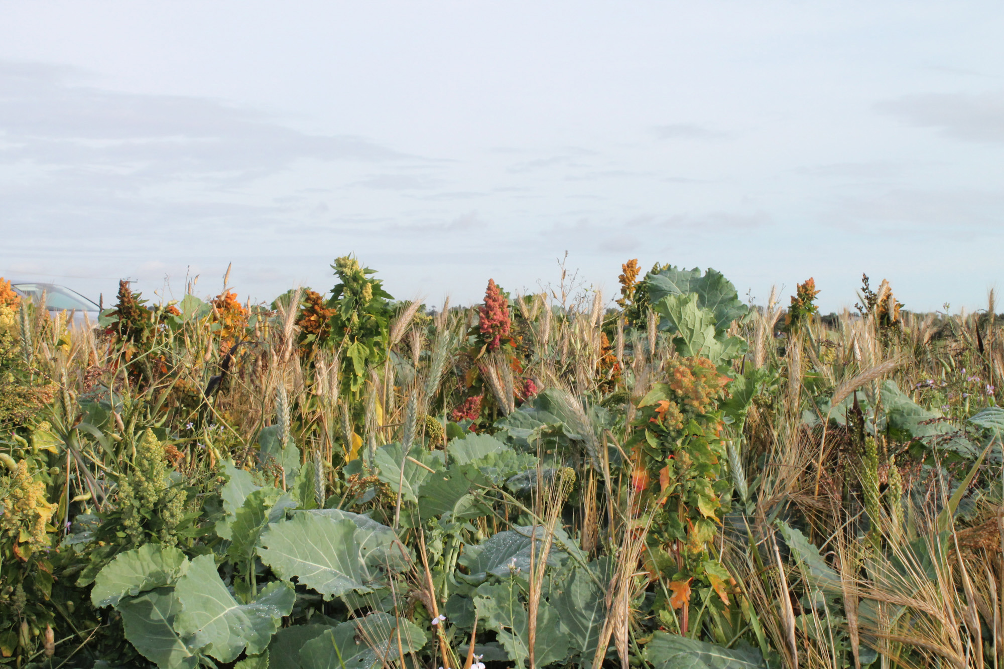 Wild Bird Seed Mixtures | Harlow Agriculture